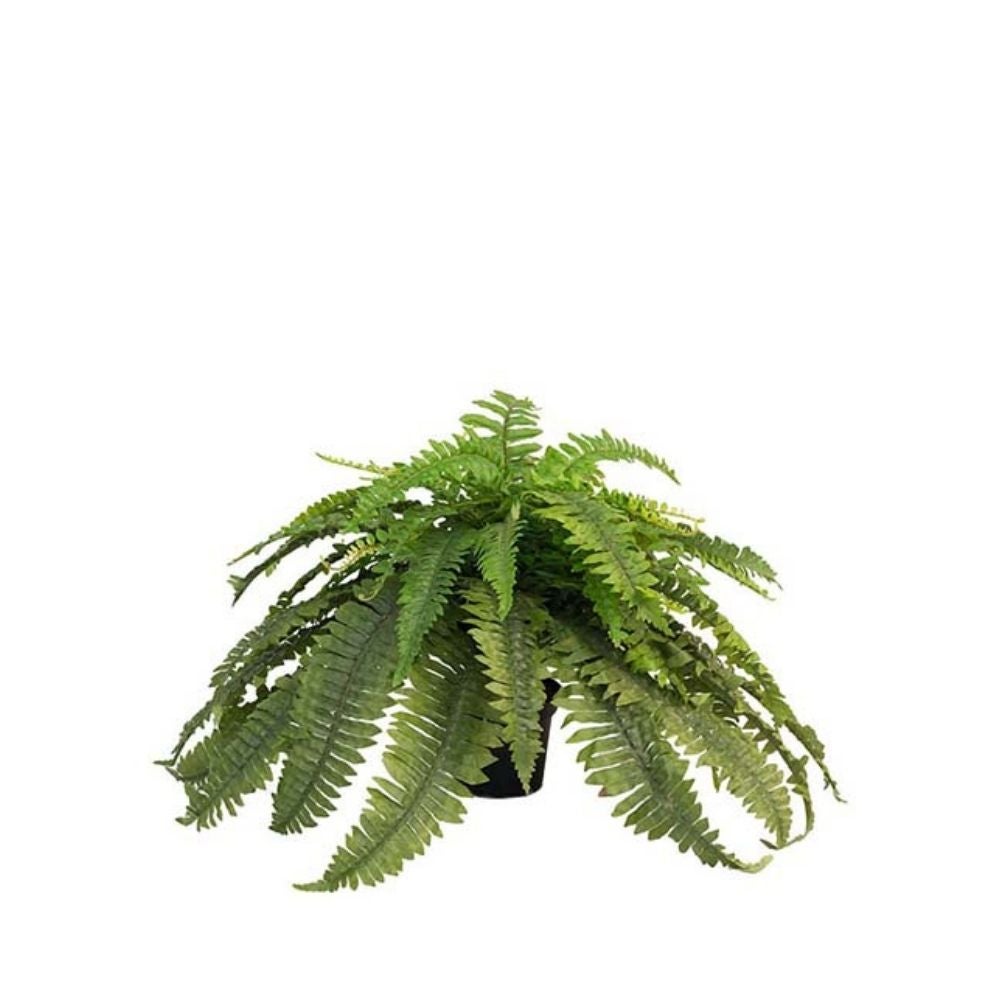 Ormbunke Grön 40 cm