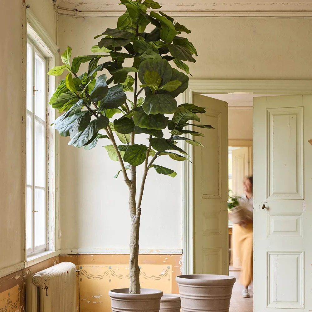 Fiolfikus kruka 180 cm