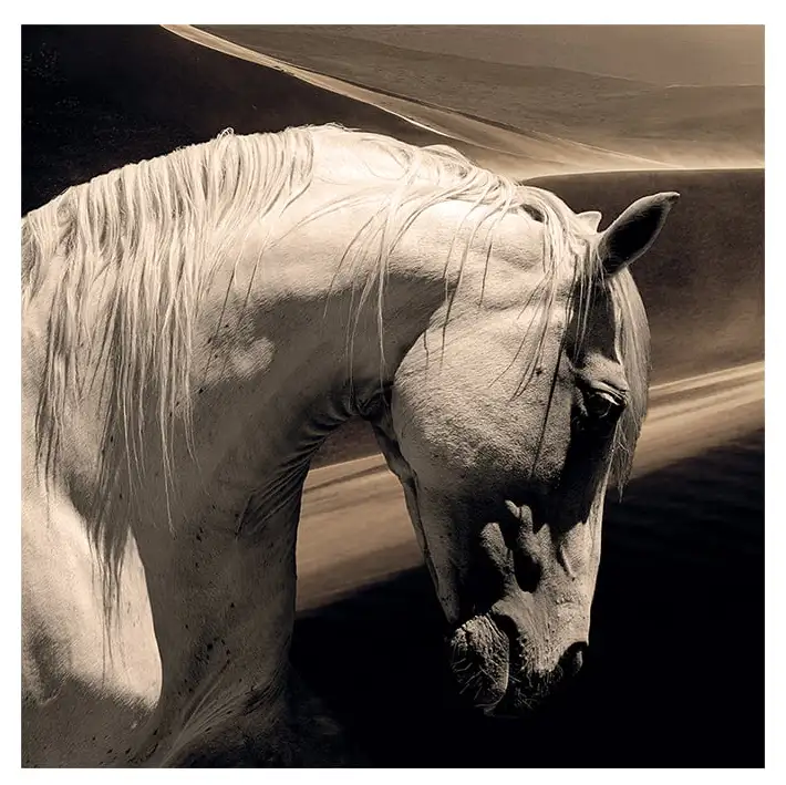 Väggdekor Arabian Horse 100x100 cm