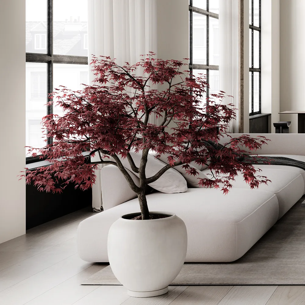 Sunao kruka Hexa - Birch