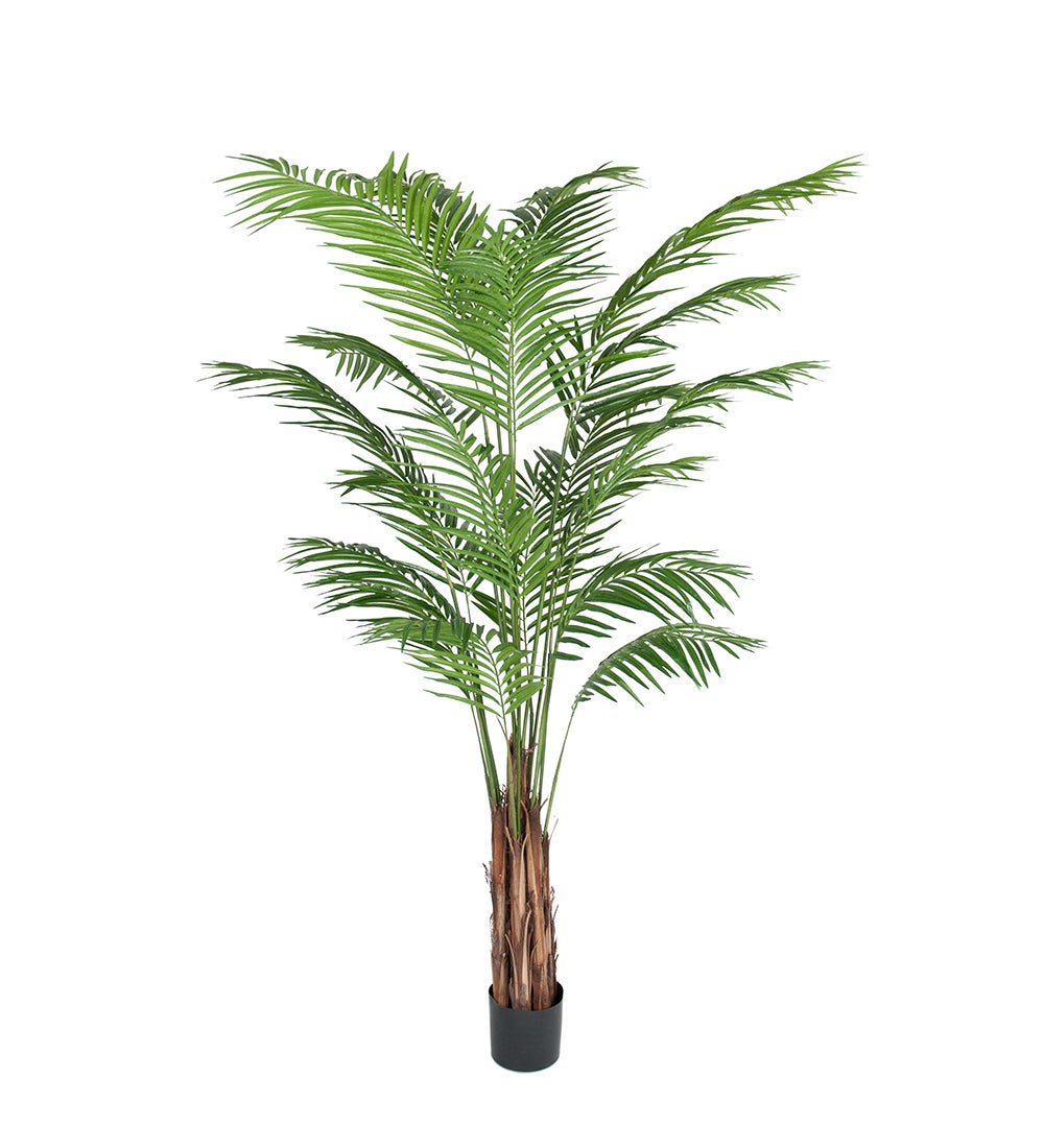Areca Palm 210 cm 