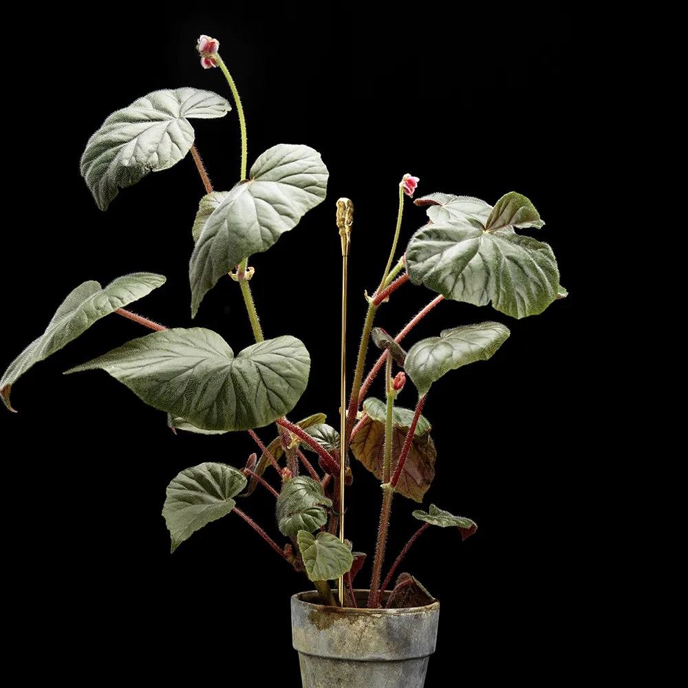 Blomsterpinne Organic