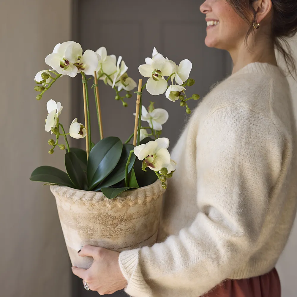 Phalaenopsis Orkidée 70 cm Vit 