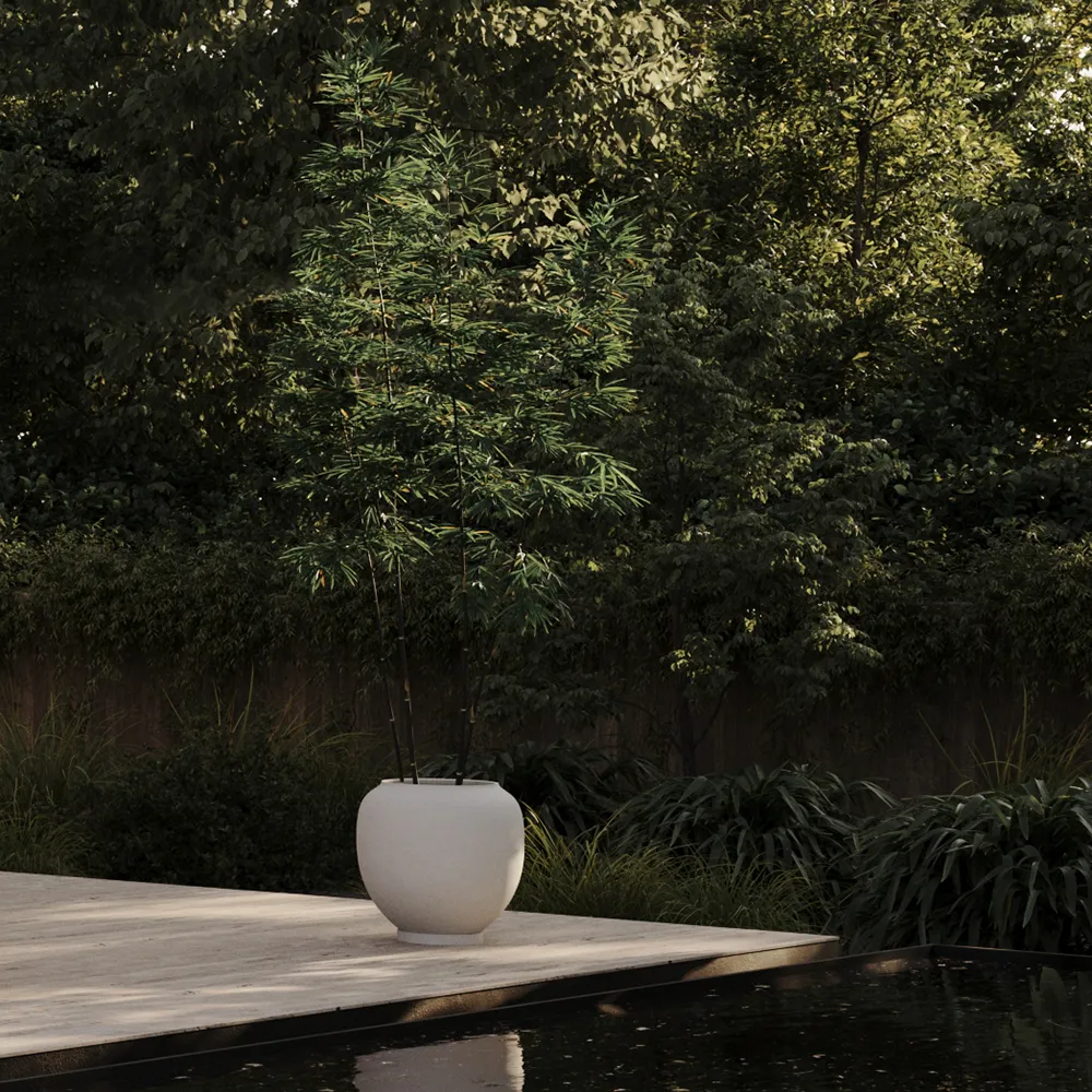 Sunao kruka Hexa - Birch