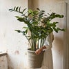 Zamifolia i kruka 120 cm