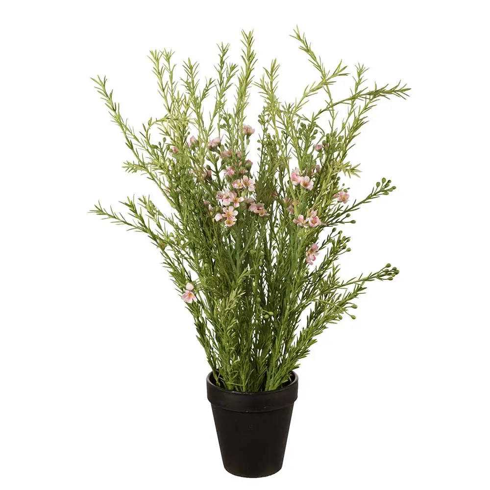 Vaxblomma Krukväxt 55 cm Rosa 