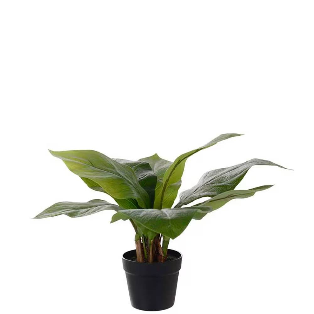 Anthurium Grön Krukväxt 45 cm
