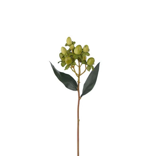 Hypericum BärKvist 28 cm Grön
