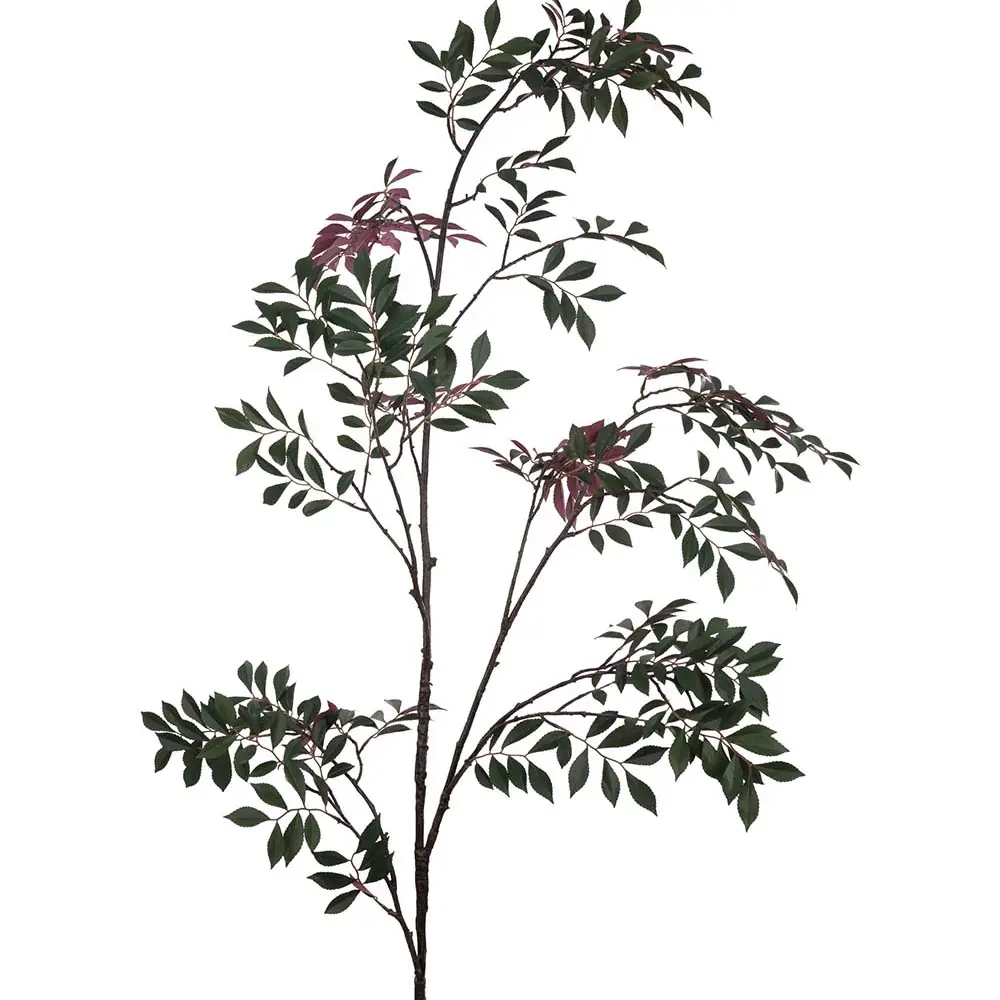 Japansk Rönn kvist 230 cm 