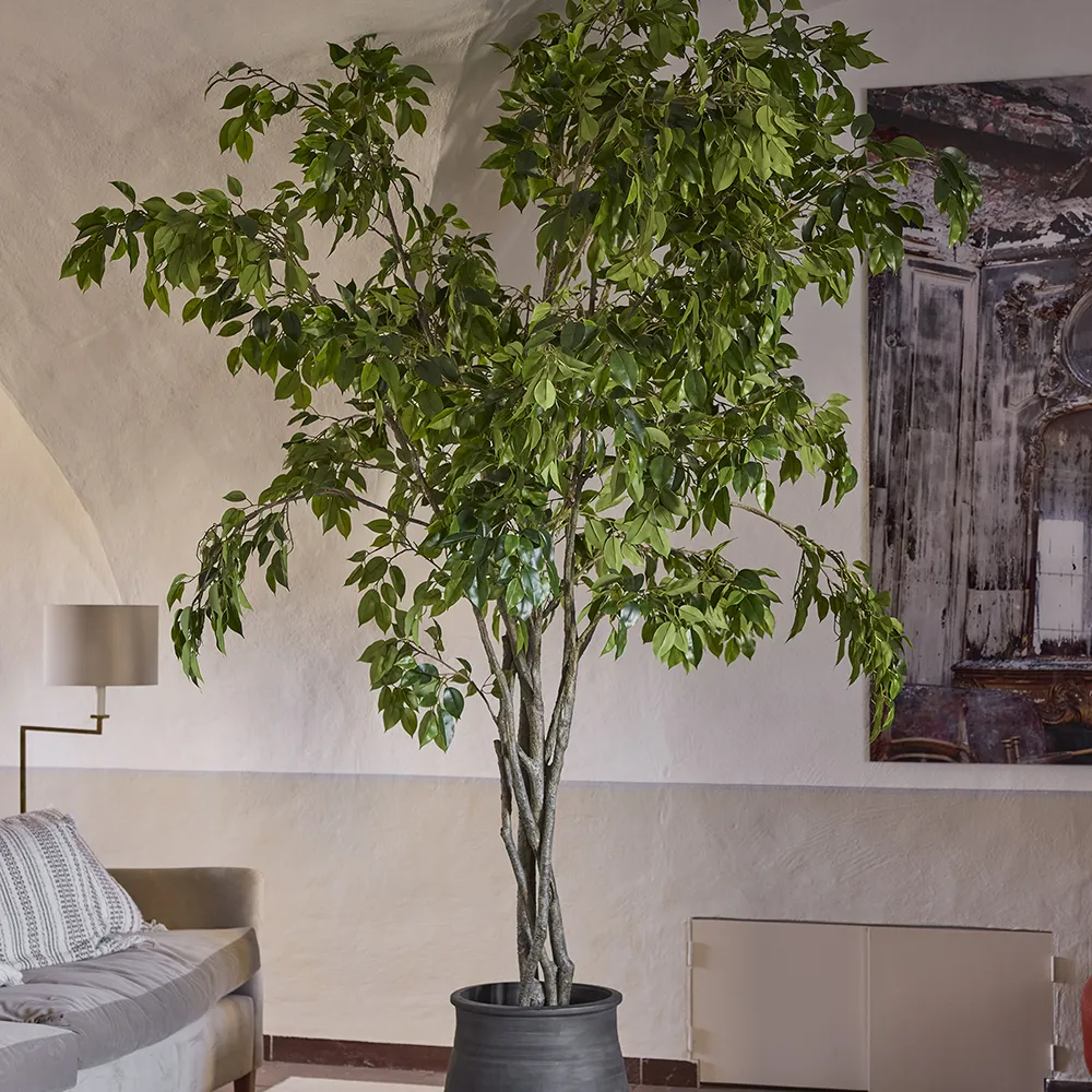 Fikus Benjaminträd 210 cm 
