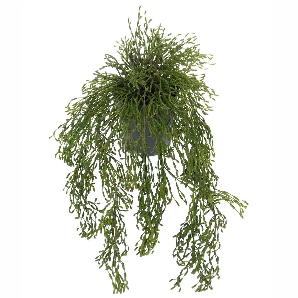 Rhipsalis Hängväxt 