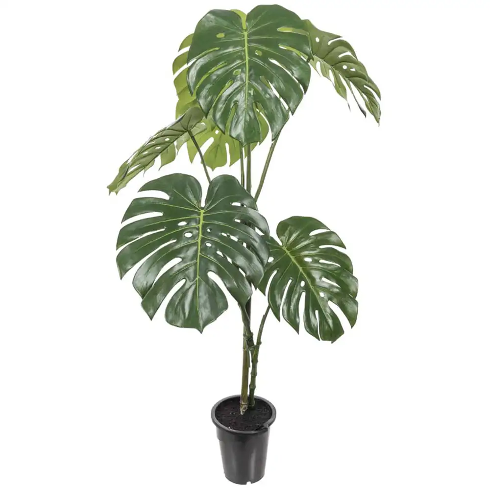 Monstera 120 cm 