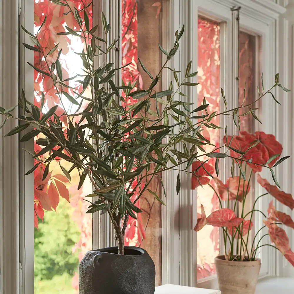 Olivträd 150 cm Grön
