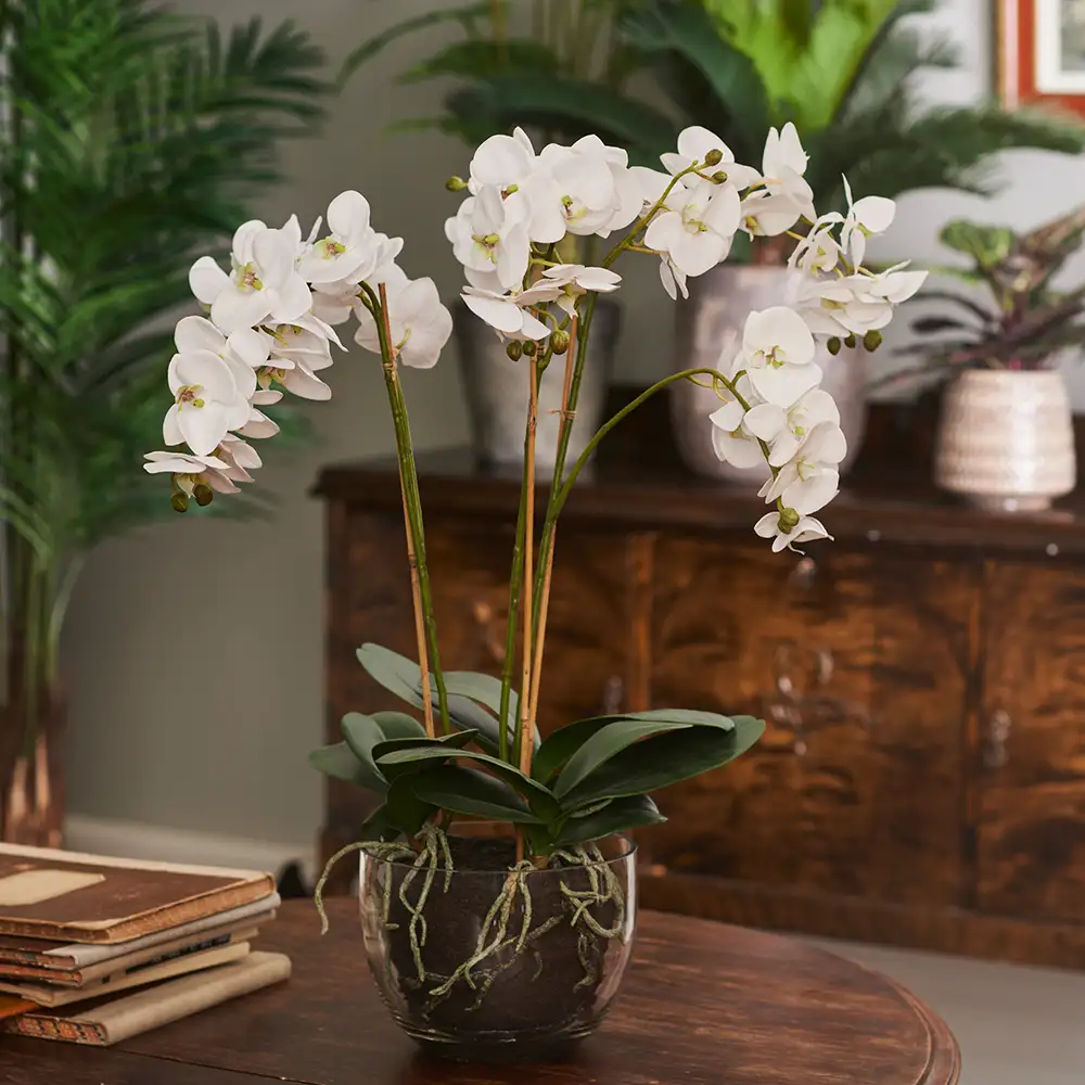 Phalaenopsis Orkidée 130 cm Vit 