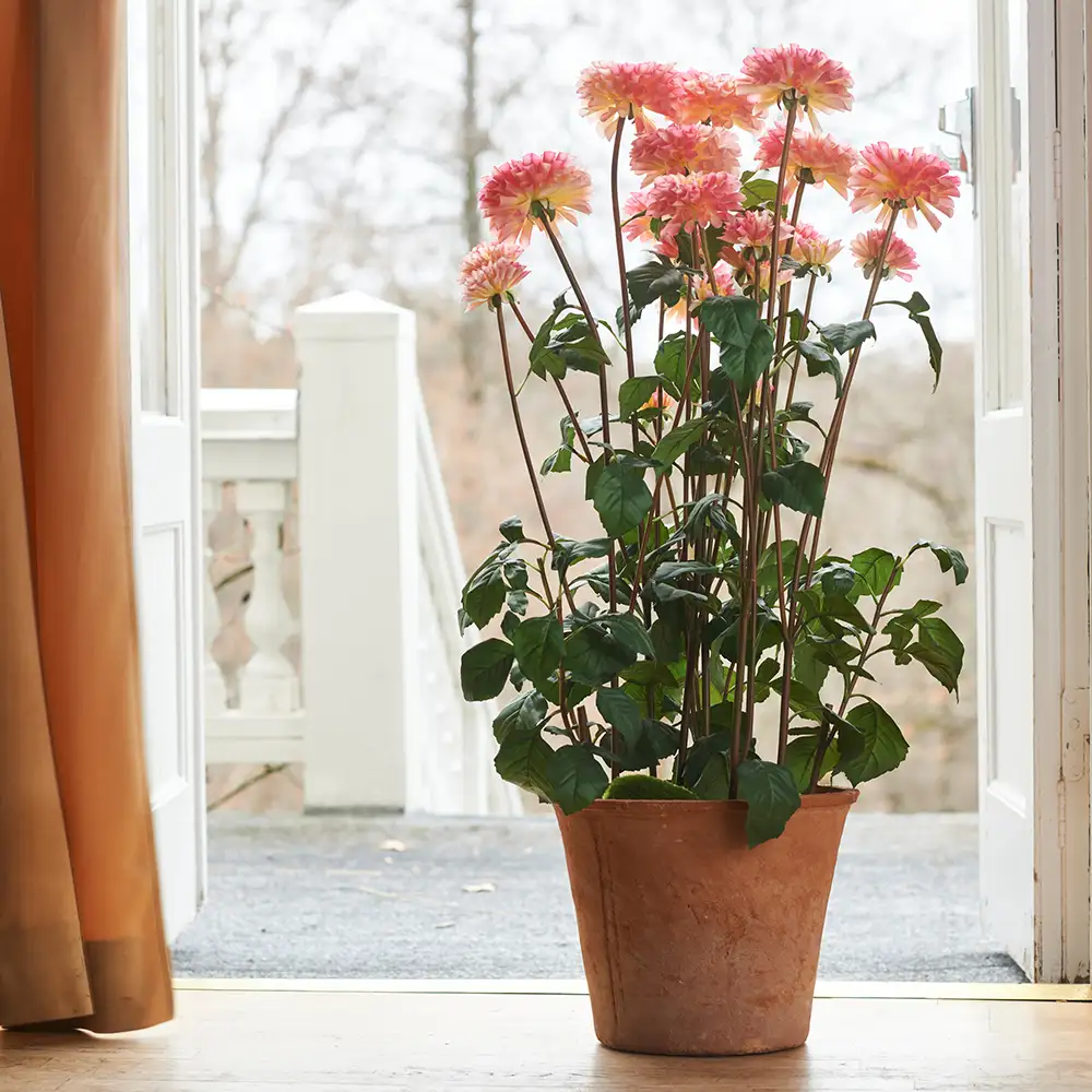 Dahlia Krukväxt 100 cm Rosa 