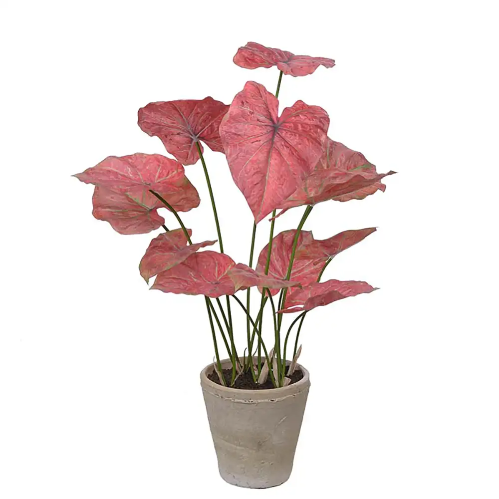 Caladium Krukväxt 80 cm Rosa 