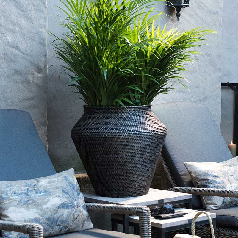 Amazon Snake Korg L Brun