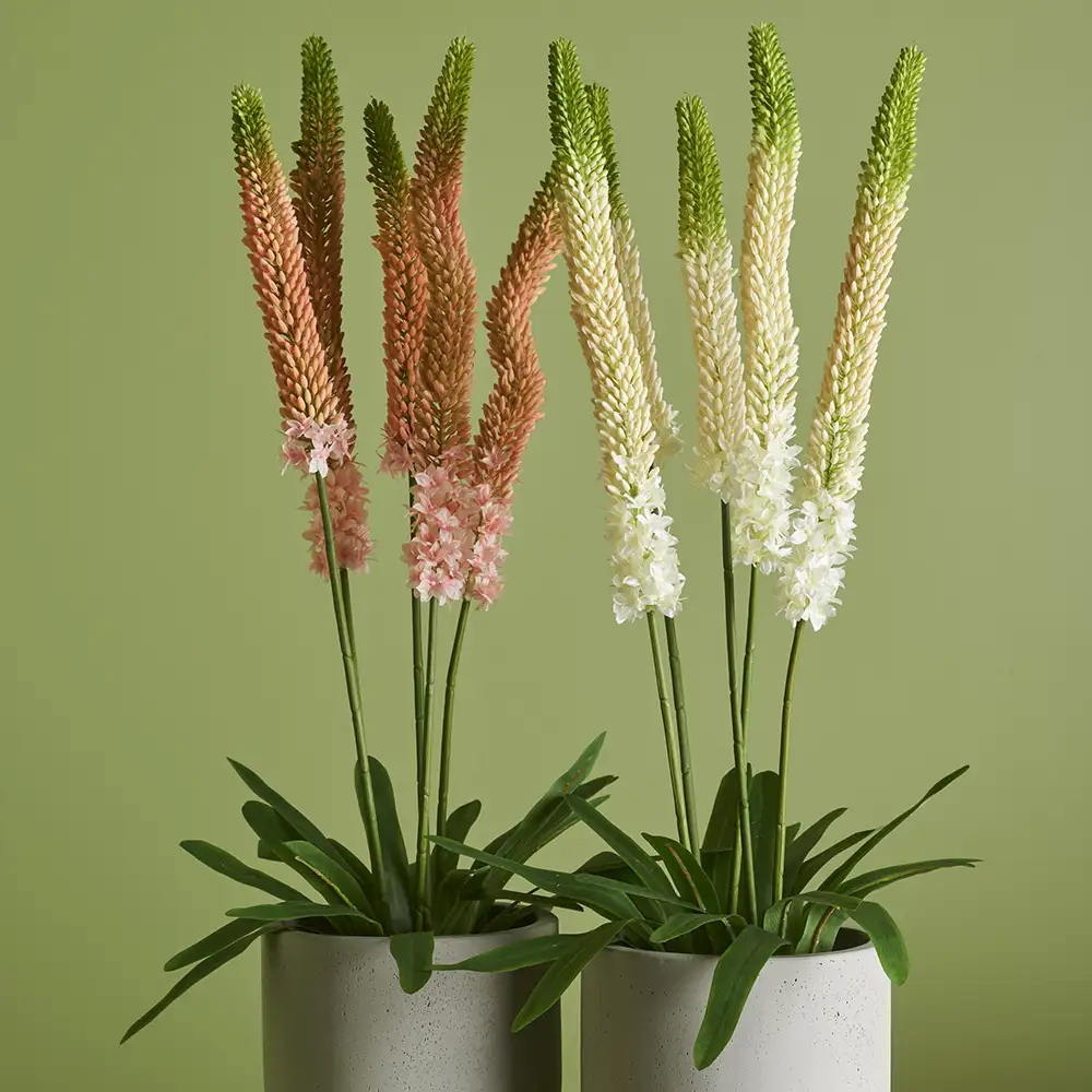 Stäpplilja Krukväxt 95 cm Rosa 