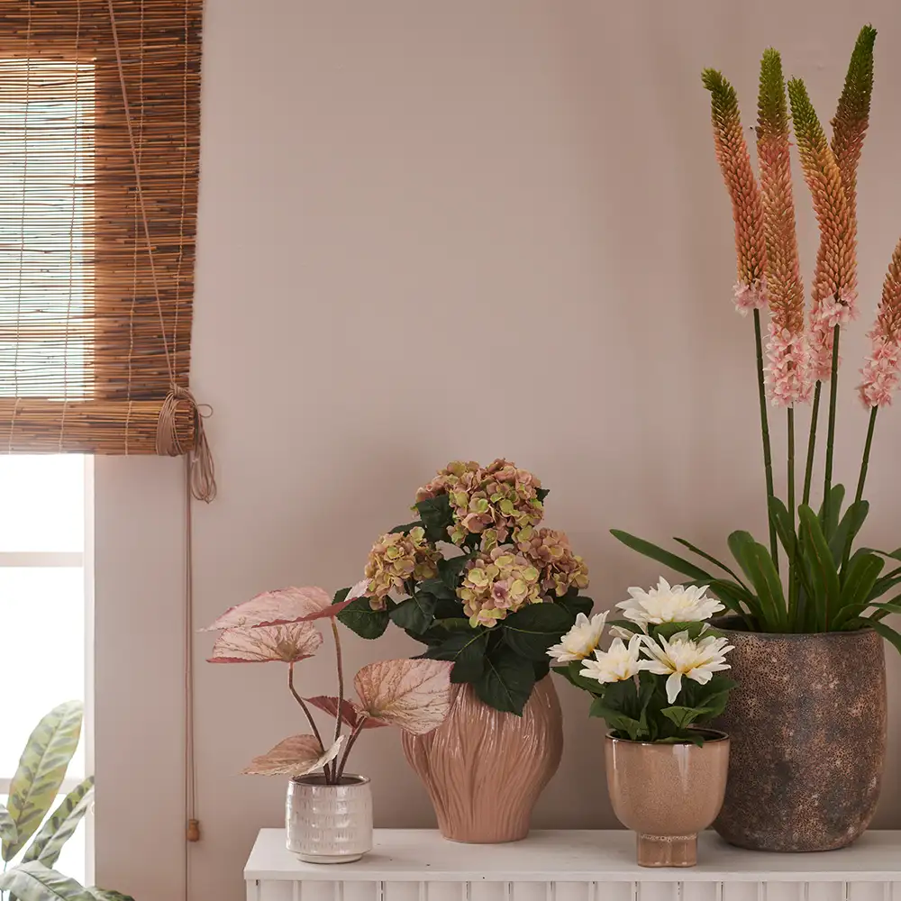 Stäpplilja Krukväxt 95 cm Rosa 