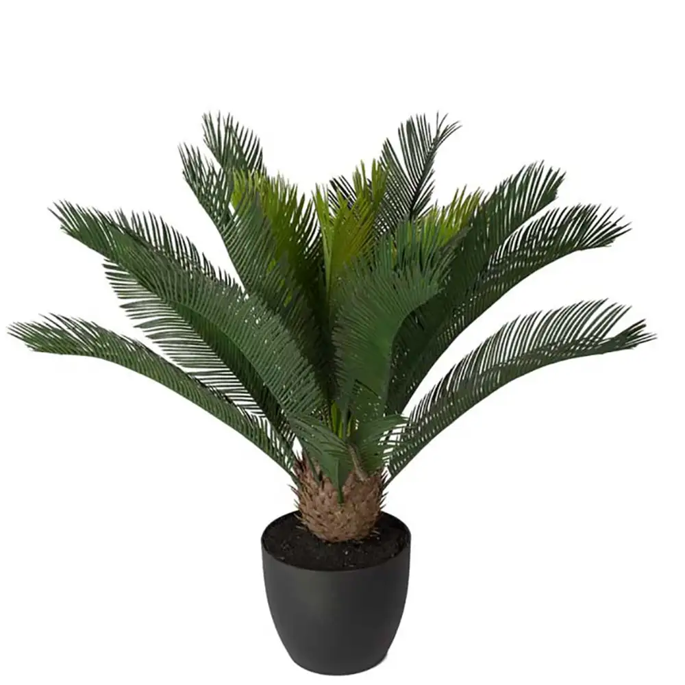 Cycas Krukväxt 70 cm  