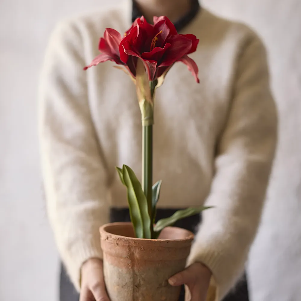 Amaryllis 90 cm Röd