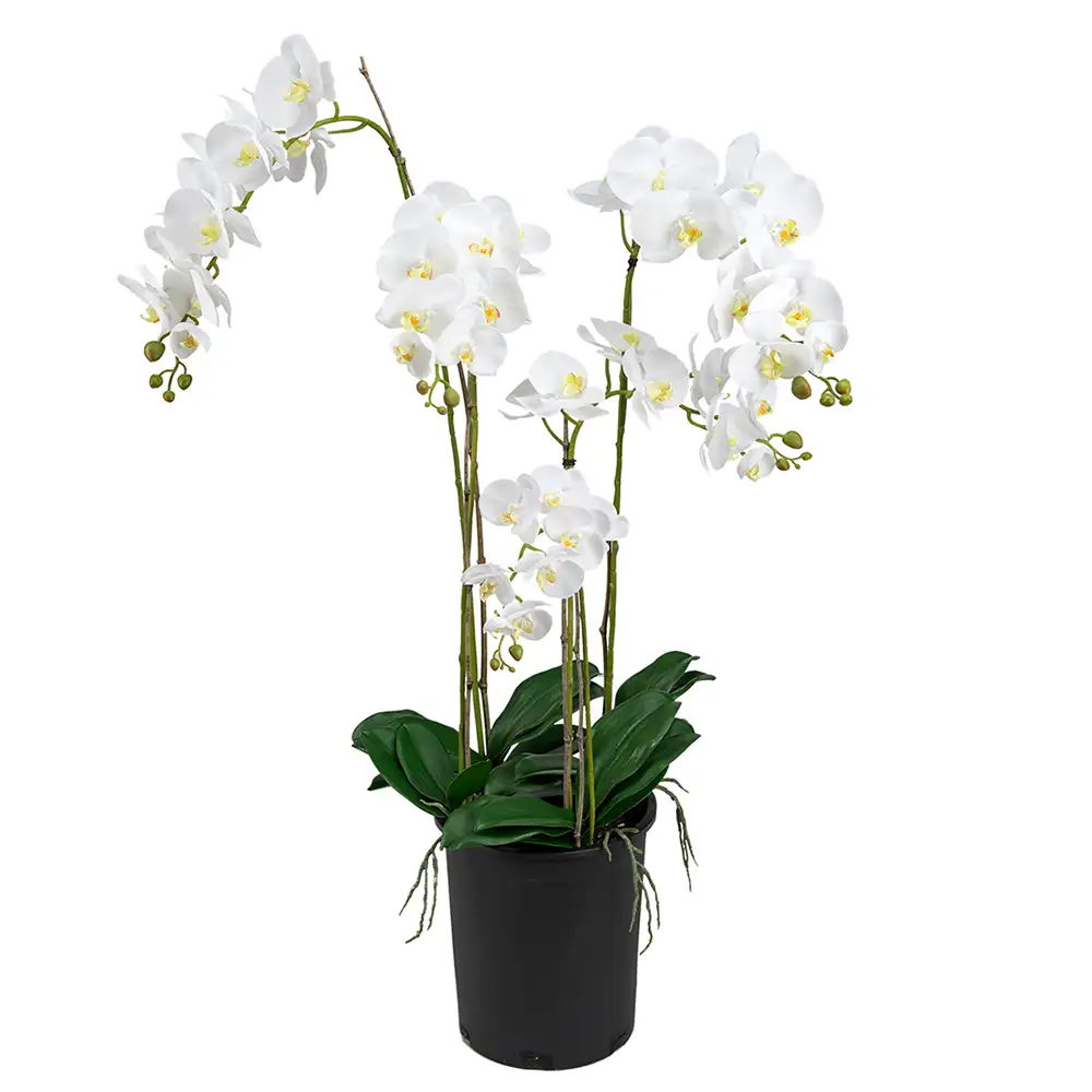 Phalaenopsis Orkidée 130 cm Vit 