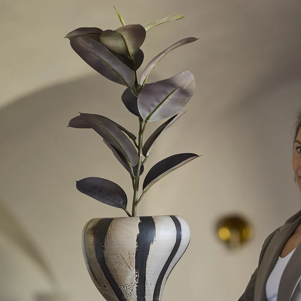 Fikus Elastica Krukväxt 80 cm